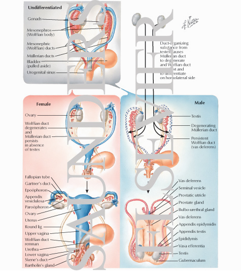 Differentiation of Genital Ducts