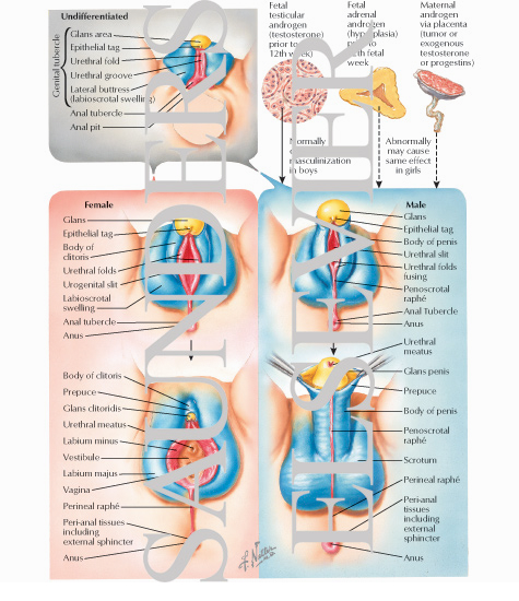 Differentiation of External Genitalia