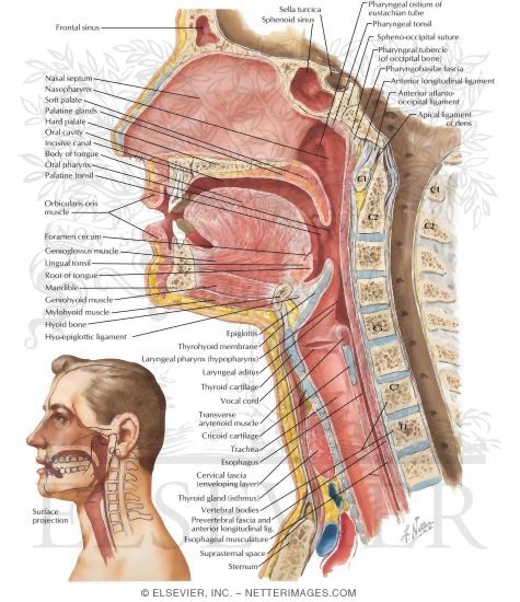 Sagittal Section of the Pharynx