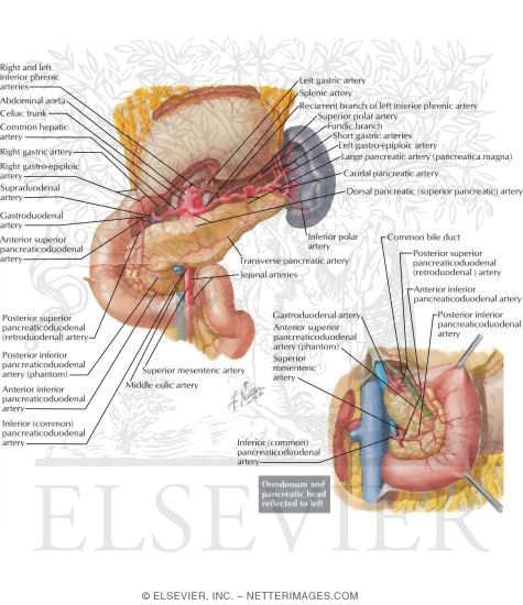 Blood Supply of Stomach and Duodenum
