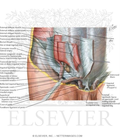 Inguinal Canal