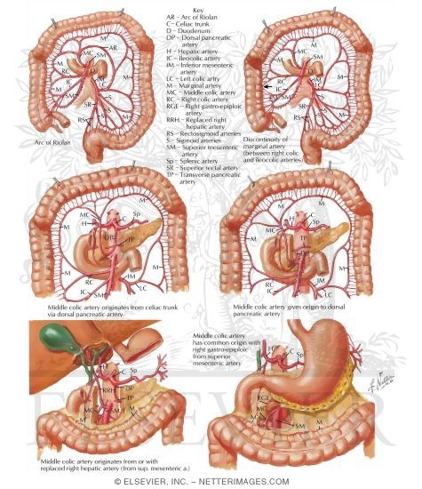 Variations In Colic Arteries