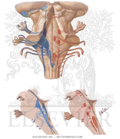 Cranial Nerve Nuclei