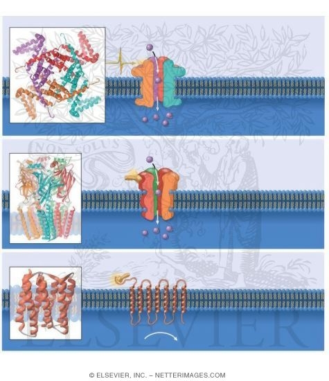 Receptors In The Nervous System. Central Nervous System