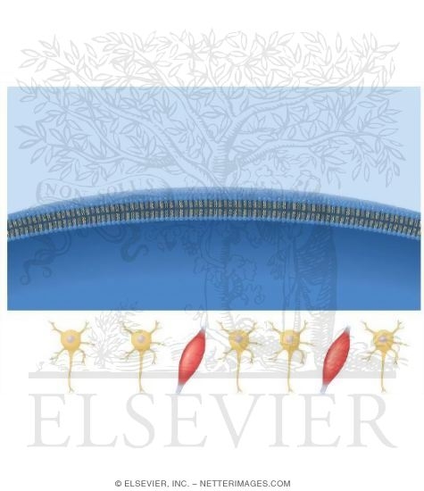 Signal Transduction and Cross Talk