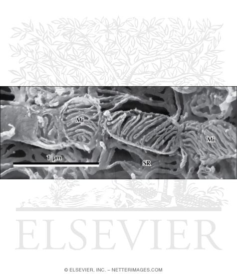 Micrographs Of Mitochondria