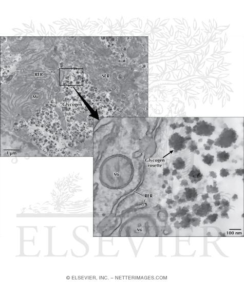 Glycogen Electron Microscopy