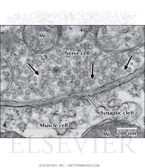 Electron Micrograph of Synaptic Vesicles at a Neuromuscular Junction
