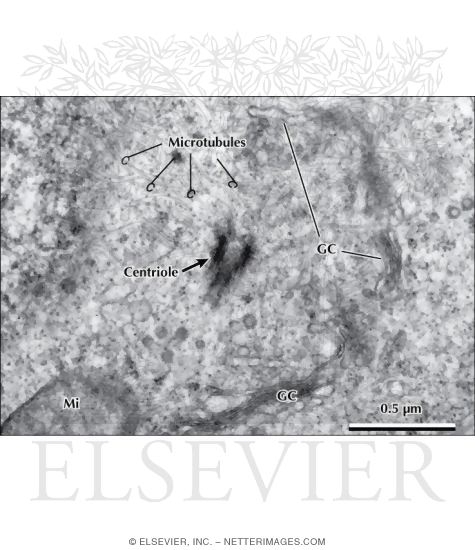 Wethe centrosome structure