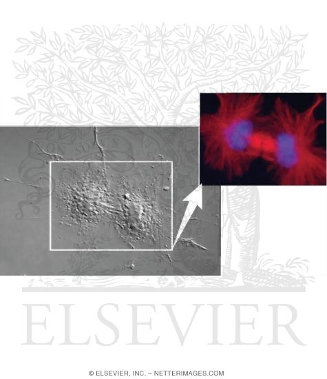 Light Micrographs of Cultured Cells Showing Events of Mitosis: Anaphase