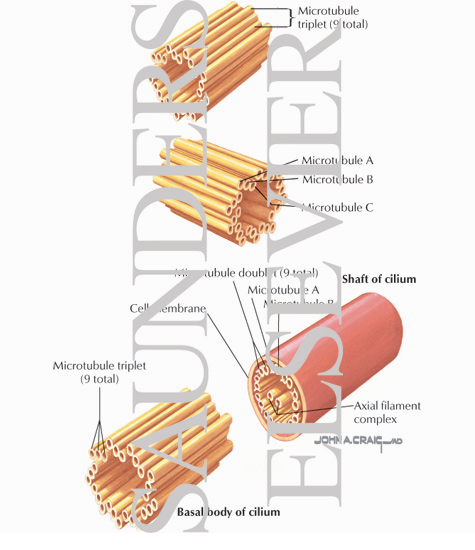 Cilium