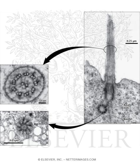 Electron Micrograph of a Cilium and Basal Body In Longitudinal Section
Electron Micrograph of the Shaft of a Cilium In Transverse Section
Electron Micrograph of the Basal Body of a Cilium In Transverse Section