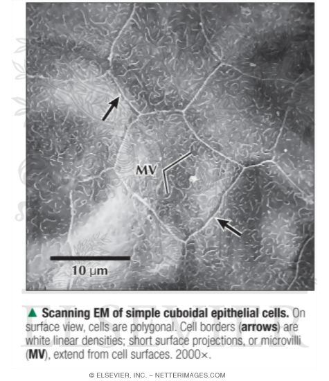 Scanning Electron Micrograph of Simple Cuboidal Epithelial Cells
