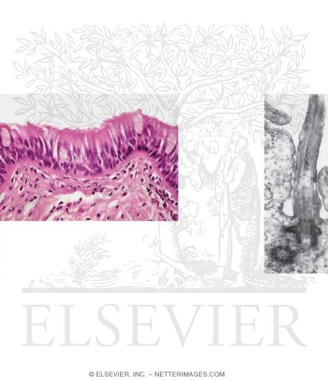 Light Micrograph of Pseudostratified Ciliated Columnar (Respiratory) Epithelium With Goblet Cells and Electron Micrograph of One Cilium In Longitudinal Section