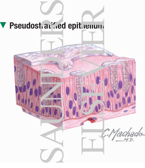 Pseudostratified