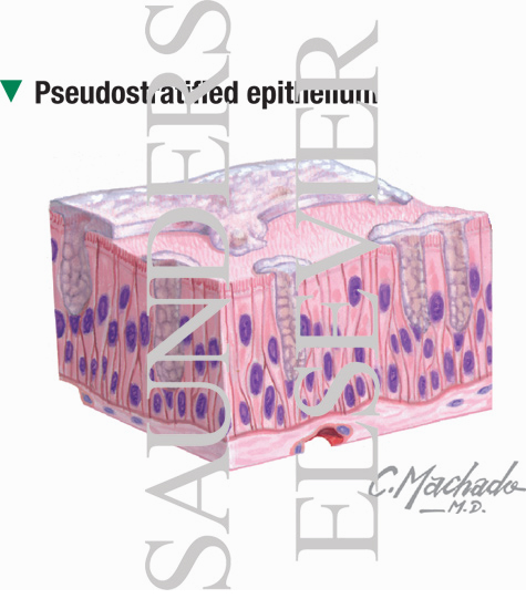 Pseudostratified Epithelium