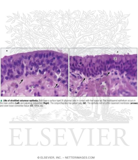 Light Micrographs of Stratified Columnar Epithelia