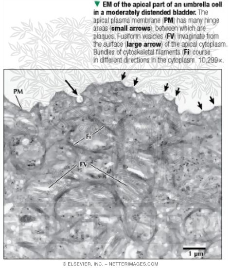 Electron Micrograph of the Apical Part of an Umbrella Cell In a Moderately Distended Bladder