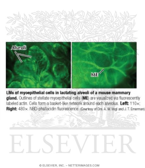 Light Micrographs of Myoepithelial Cells In Lactating Alveoli of a Mouse Mammary Gland