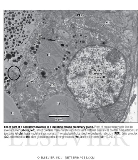Electron Micrograph of Part of a Secretory Alveolus In a Lactating Mouse Mammary Gland