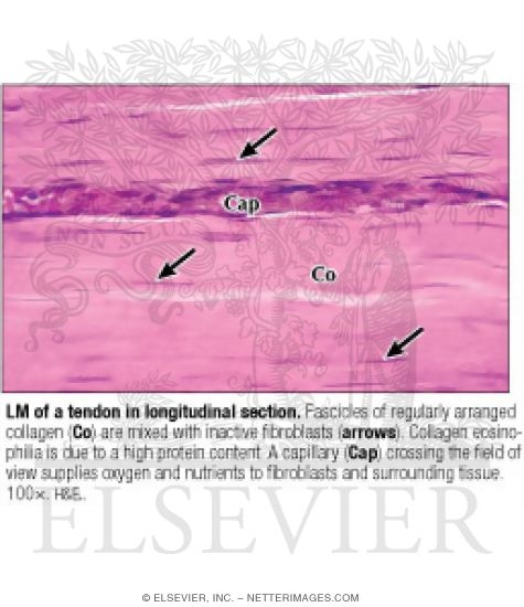 Light Micrograph of a Tendon In Longitudinal Section