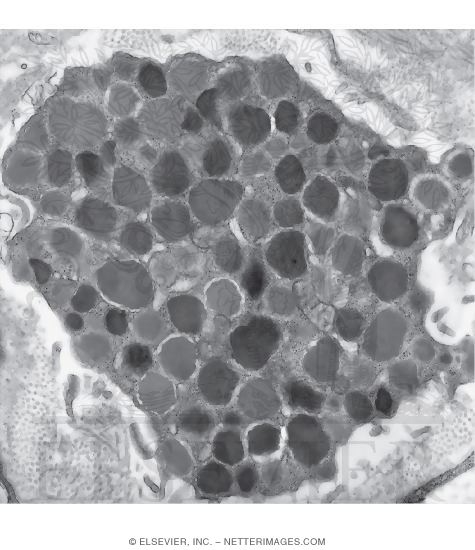 Electron Micrograph of a Mast Cell In Loose Connective Tissue