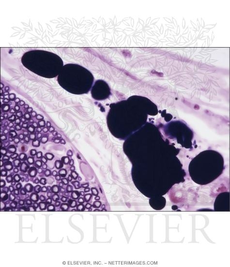 Light Micrograph of Adipocytes In the Epineurium of a Peripheral Nerve