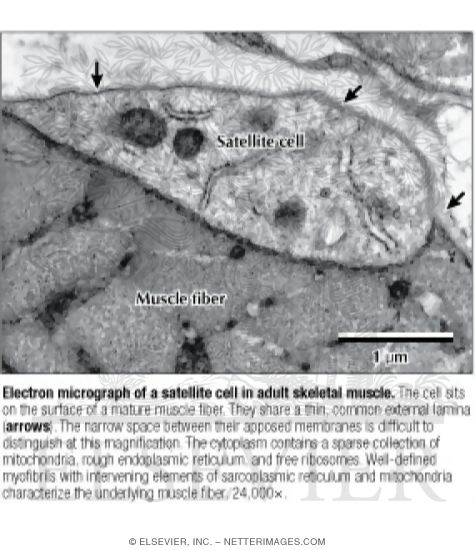 Electron Micrograph of a Satellite Cell In Adult Skeletal Muscle