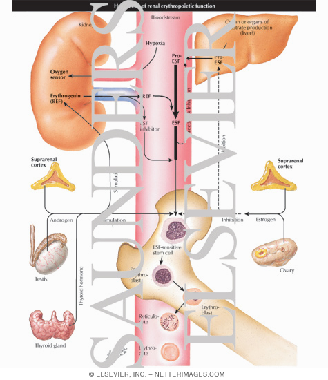 Renal Embryology