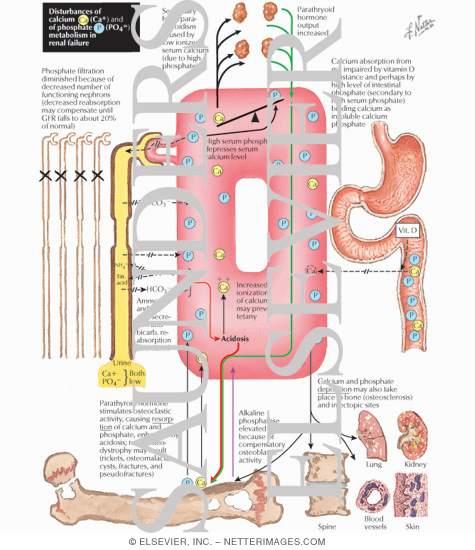 Calcium And Phosphorus