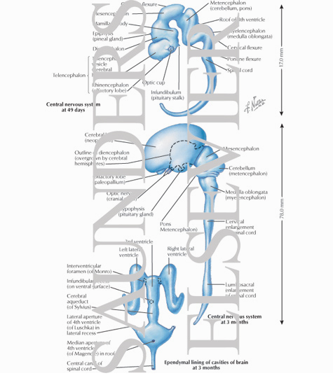 Formation of the Brain