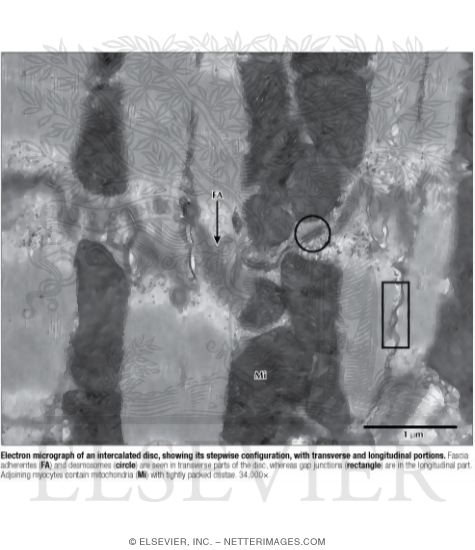 Intercalated Disc Histology