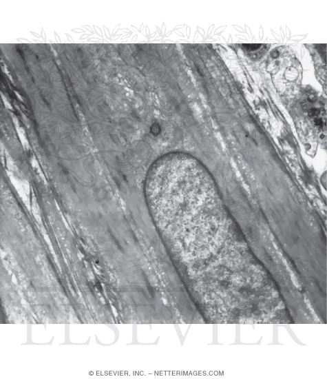 Electron Micrograph of Smooth Muscle In Longitudinal Section