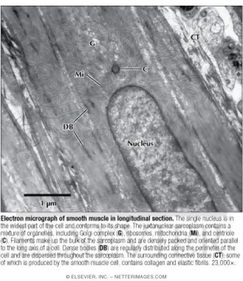 Electron Micrograph of Smooth Muscle In Longitudinal Section