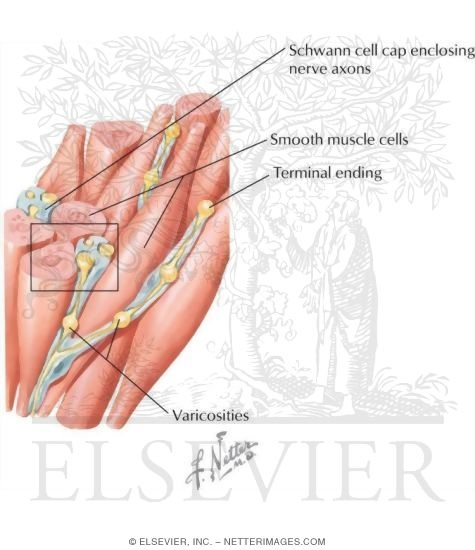 Electron Micrograph of Smooth Muscle Cells Close to Nerve Axons In Transverse Section
