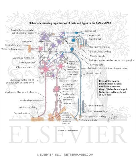Some Cell Types of the Nervous System