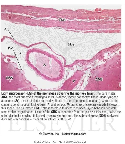 fibrous connective tissue.
