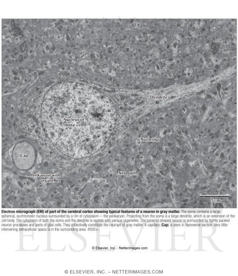 electron micrograph neuron