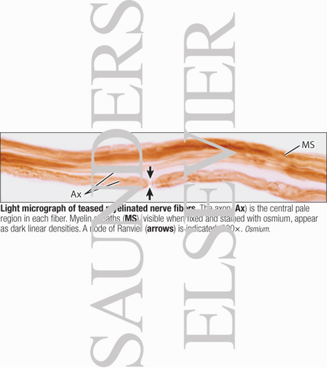 Light Micrograph of Teased Myelinated Nerve Fibers
