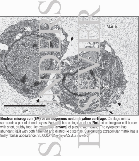 Electron Micrograph of an Isogenous Nest In Hyaline Cartilage