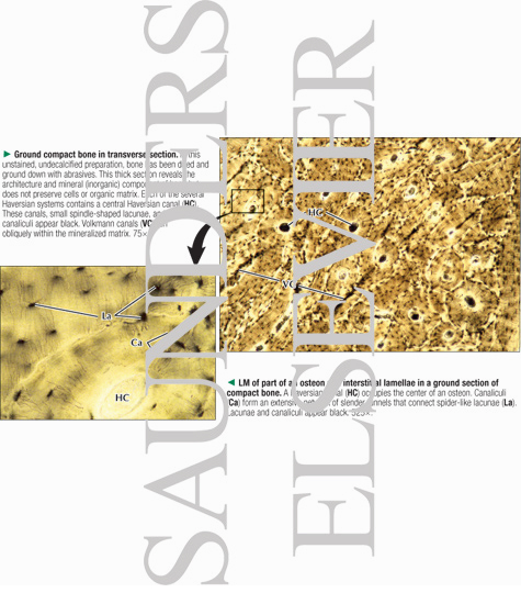 Cortex Of Bone. Ground Compact Bone In