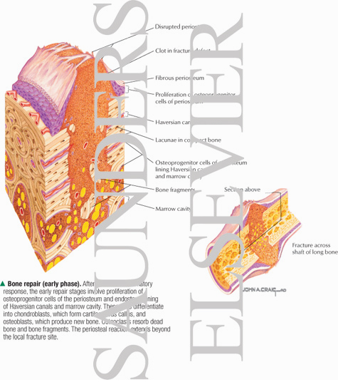 endosteum periosteum