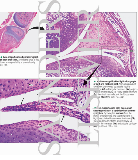 Synovial Cavity