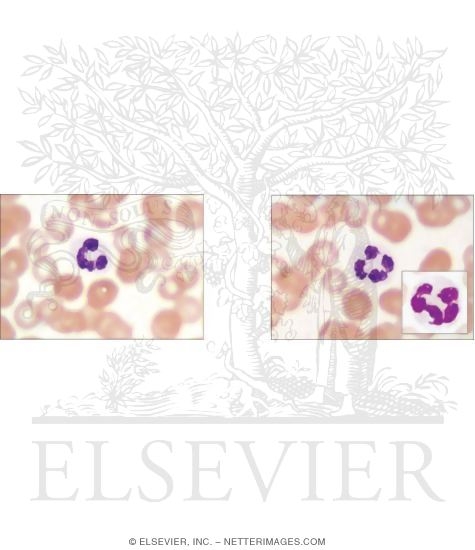 Light Micrographs of Neutrophils In Blood Smears