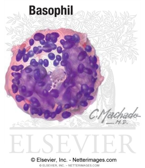 Watermarked preview of labeled image: Basophil