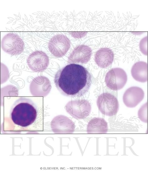 Blood Smear Labeled