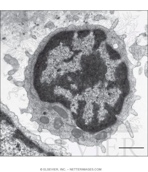 lymphocyte electron micrograph