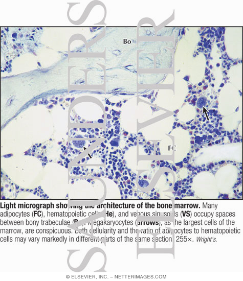 Light Micrograph Showing the Architecture of the Bone Marrow