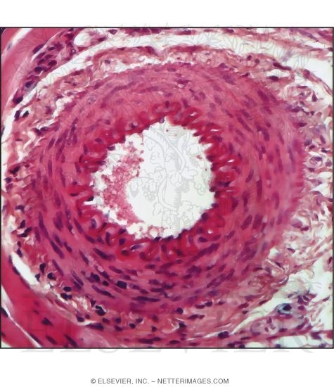 Light Micrograph of the Wall of a Muscular Artery