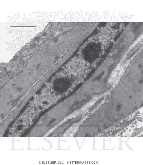 Electron Micrograph of the Wall of an Arteriole
